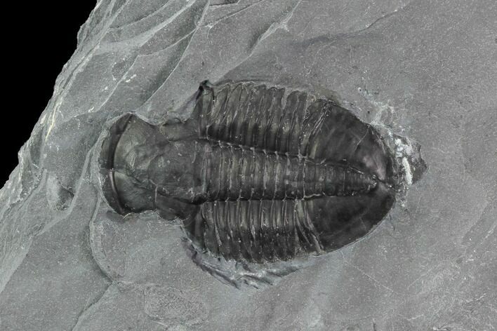 Asaphiscus Trilobite Molt - Wheeler Shale, Utah #97167